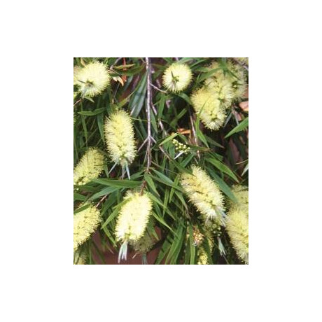 CALLISTEMON salignus 200 semen