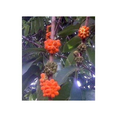 CASTILLA elastica 3 semena 