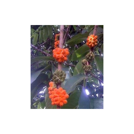 CASTILLA elastica 3 semena 