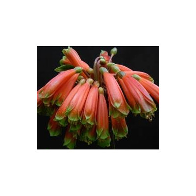 CLIVIA robusta 2 semena