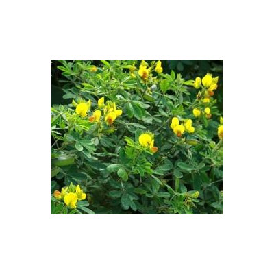 CROTALARIA retusa 10 semen