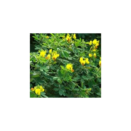 CROTALARIA retusa 10 semen