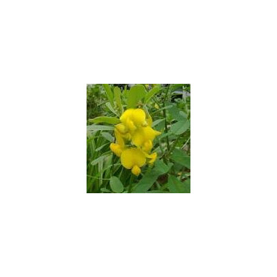 CROTALARIA retusa 10 semen