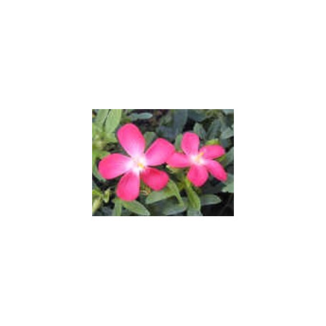 ABELMOSCHUS moschatus 5 semen