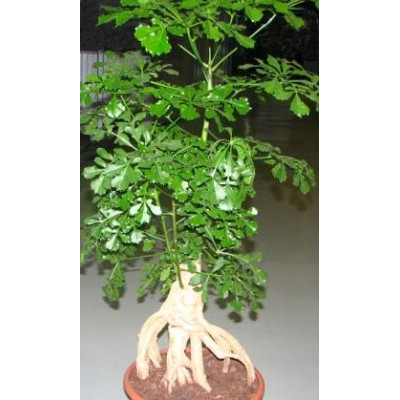 CUSSONIA sphaerocephala 3 semena