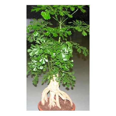 CUSSONIA sphaerocephala 3 semena