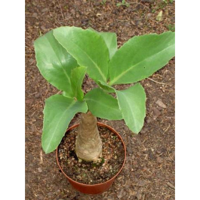 CYPHOSTEMMA juttae 2 semena