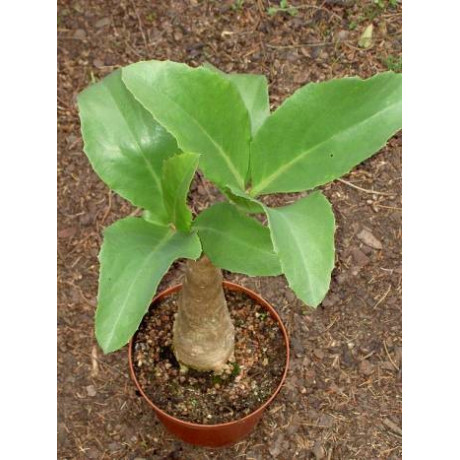 CYPHOSTEMMA juttae 2 semena