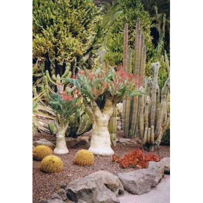 CYPHOSTEMMA juttae 2 semena