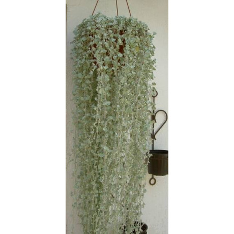 DICHONDRA argentea "Stříbrný vodopád" 10 semen