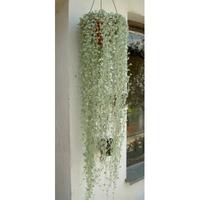 DICHONDRA argentea "Stříbrný vodopád" 10 semen