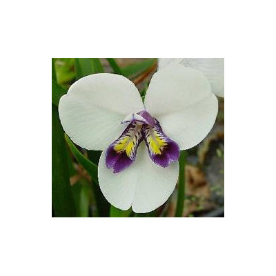 DIPLARRENA latifolia 10 semen 