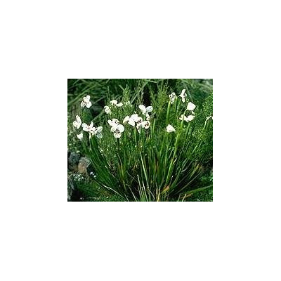 DIPLARRENA latifolia 10 semen 