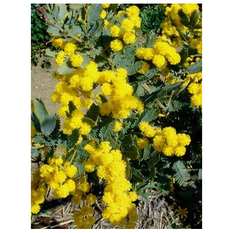 ACACIA baileyana 20 semen
