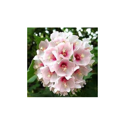 DOMBEYA burgessiae ( D. calantha) 3 semena