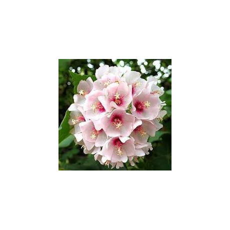 DOMBEYA burgessiae ( D. calantha) 3 semena