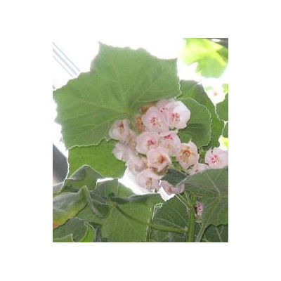 DOMBEYA burgessiae ( D. calantha) 3 semena