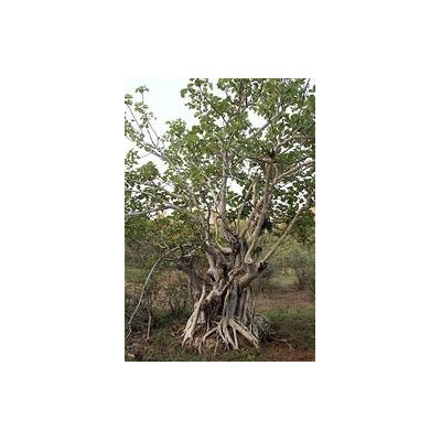 FICUS abutilifolia "Skalní divoký fík" 10 semen