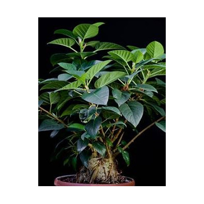FICUS abutilifolia "Skalní divoký fík" 10 semen