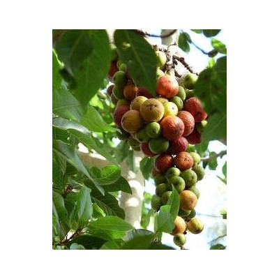 FICUS racemosa ( F. glomerata) 30 semen