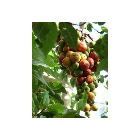 FICUS racemosa ( F. glomerata) 30 semen