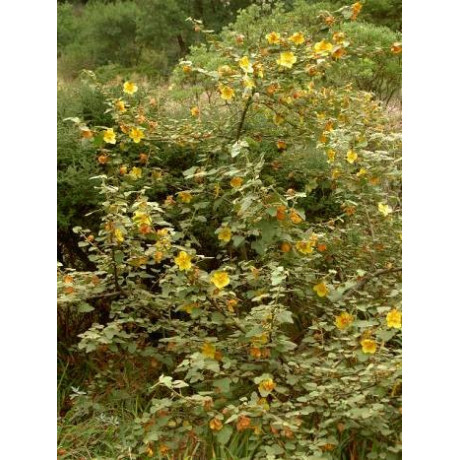 FREMONTODENDRON californicum Pacific Sunset 5 semen