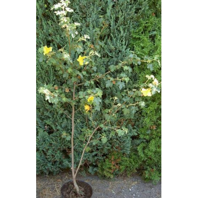 FREMONTODENDRON californicum Pacific Sunset 5 semen