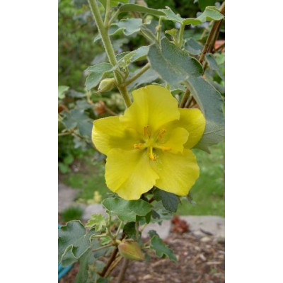 FREMONTODENDRON californicum Pacific Sunset 5 semen