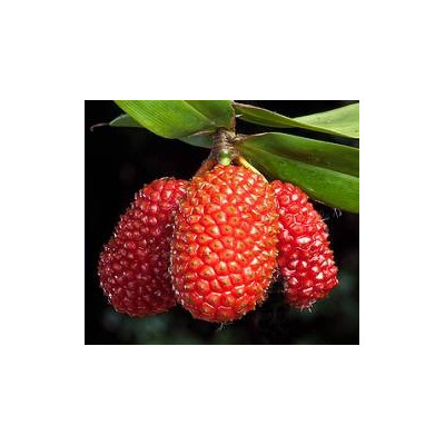 FREYCINETIA sp.10 semen