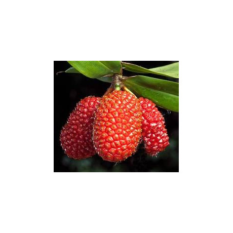 FREYCINETIA sp.10 semen