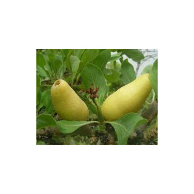 GARDENIA erubescens 3 semena