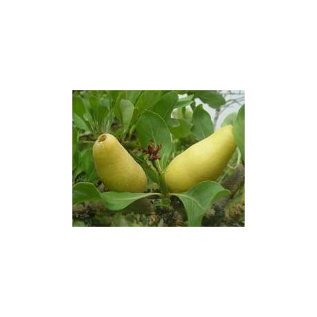 GARDENIA erubescens 3 semena