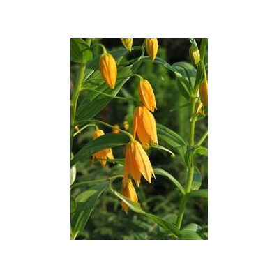 GLORIOSA modesta 5 semen