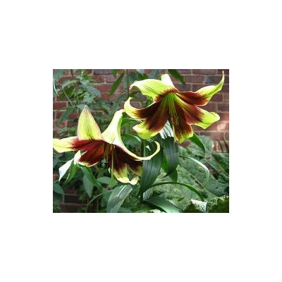 LILIUM nepalense "Nepálská lilie" 5 semen