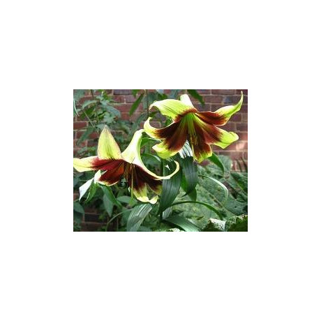 LILIUM nepalense "Nepálská lilie" 5 semen