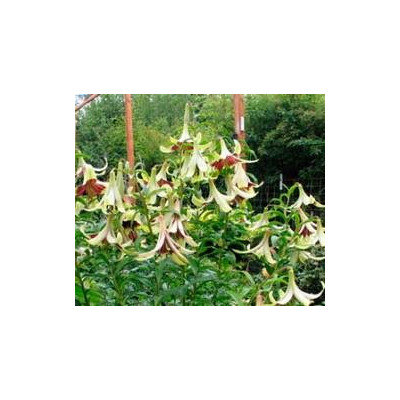 LILIUM nepalense "Nepálská lilie" 5 semen