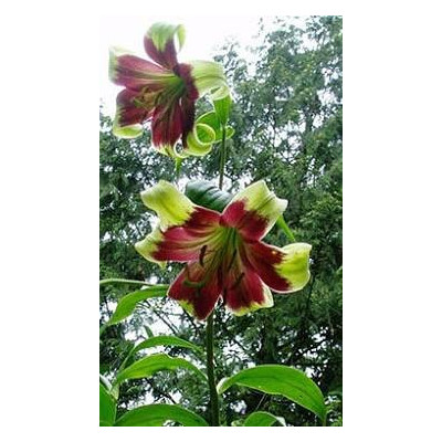 LILIUM nepalense "Nepálská lilie" 5 semen