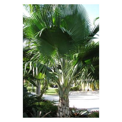 PRITCHARDIA pacifica 3 semena