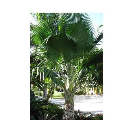 PRITCHARDIA pacifica 3 semena