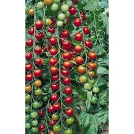 RAJČE tyčkové Cherry Super Sweed 20 semen 