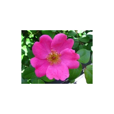 ROSA acicularis 3 semena