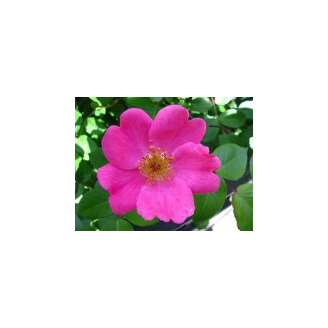 ROSA acicularis 3 semena