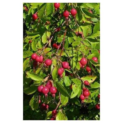 ROSA acicularis 3 semena