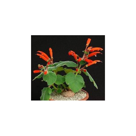 SINNINGIA cardinalis (porce)