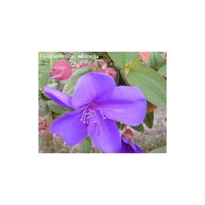 TIBOUCHINA urvilleana (porce)