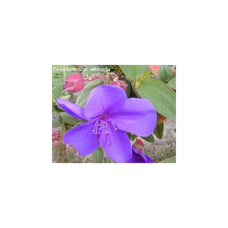 TIBOUCHINA urvilleana (porce)