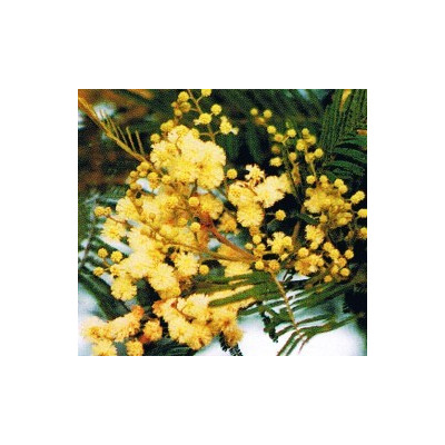 ACACIA decurrens 20 semen