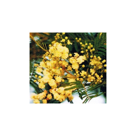 ACACIA decurrens 20 semen