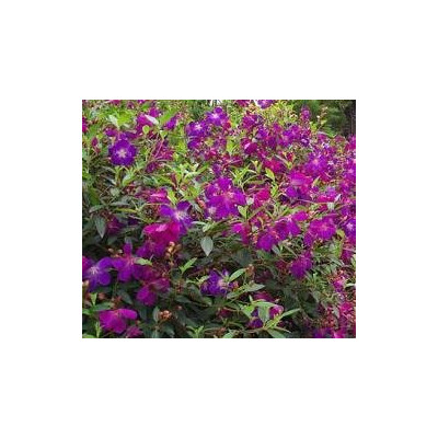 TIBOUCHINA urvilleana (porce)