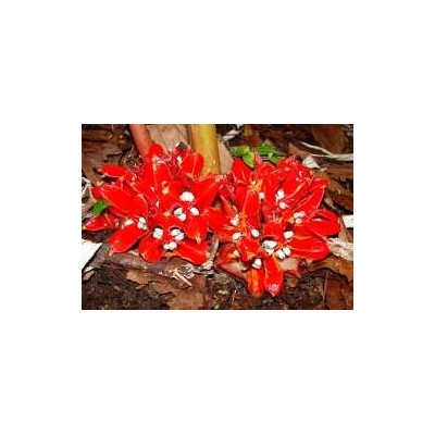 ZINGIBER chrysanthum 3 semena